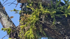 Rhipsalis mesembryanthoides, photograph fmunoz, CC BY, iNaturalist via GBIF