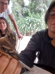 Myiophobus rufescens