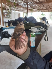 Myiophobus rufescens