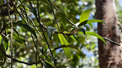Anthurium scandens, photograph 6