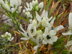 Ornithogalum arabicum