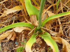Ornithogalum arabicum