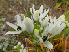 Ornithogalum arabicum