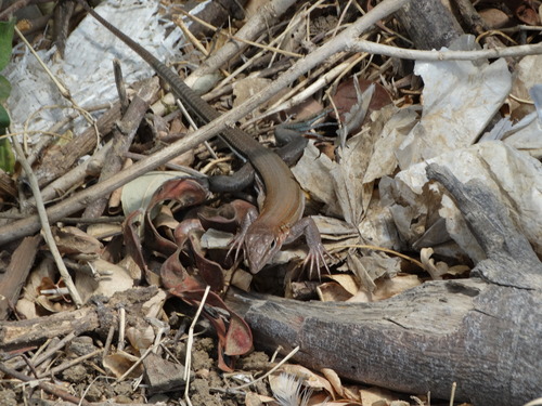 Aspidoscelis guttatus