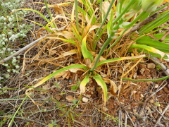 Ornithogalum arabicum