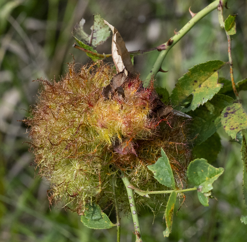 Mossy Rose Gall Wasp
