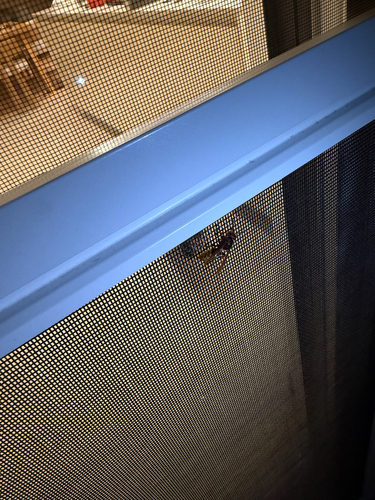 European Hornet
