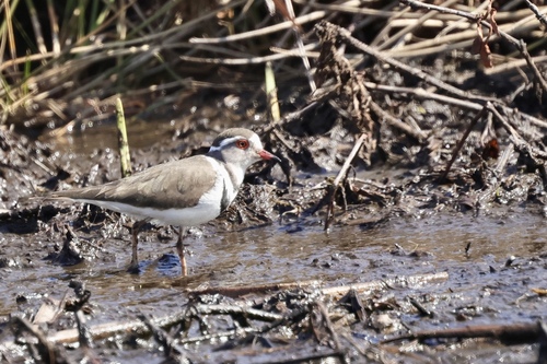 iNaturalist image