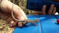 Stenocercus ornatissimus