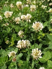 Trifolium repens