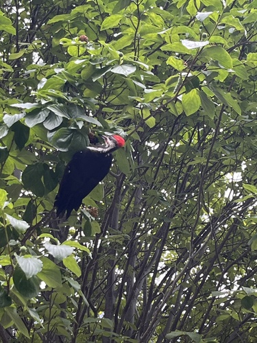 iNaturalist observation photo of Pileated Woodpecker