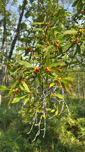 winterberry holly