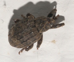 Conotrachelus seniculus