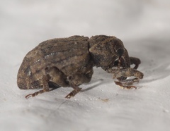 Conotrachelus seniculus