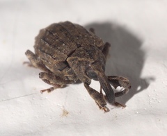 Conotrachelus seniculus