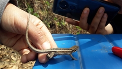 Stenocercus ornatissimus