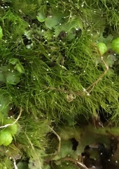 Distichium capillaceum