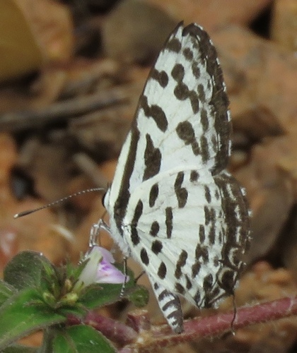 Common Pierrot