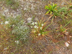 Ornithogalum arabicum