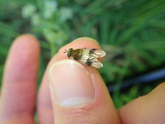 Leucozona lucorum