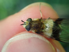 Leucozona lucorum