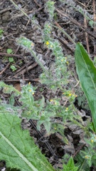 Amsinckia menziesii, photograph (c) guywallbanks, some rights reserved (CC BY)