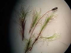 Distichium capillaceum