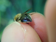 Leucozona lucorum
