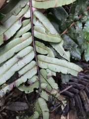 Blechnum schiedeanum