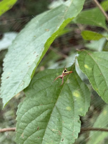 Arrow-shaped Orbweaver