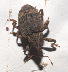 Conotrachelus seniculus
