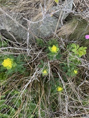 Euphorbia palustris