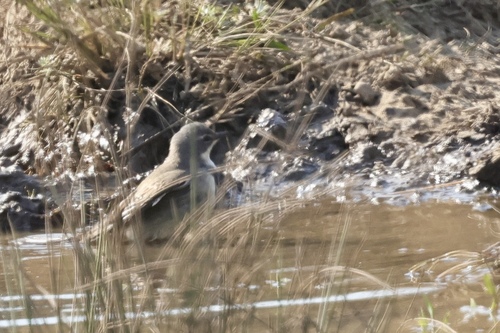iNaturalist image