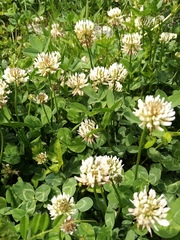 Trifolium repens