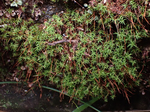Bryoerythrophyllum recurvirostrum observed 2026-09-03