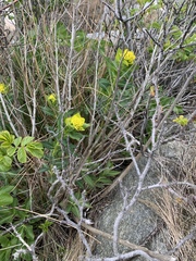 Euphorbia palustris