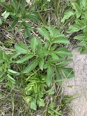 Angelica archangelica
