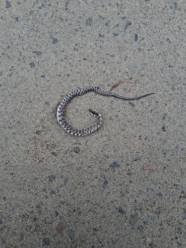 Common Watersnake