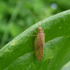 Micromus angulatus