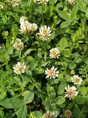 Trifolium repens