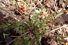 Cardamine umbellata