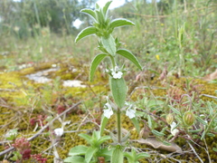 Sideritis romana