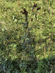 Serratula coronata, photograph author not stated, no rights reserved
