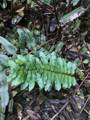 Blechnum schiedeanum