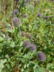 Trifolium albopurpureum