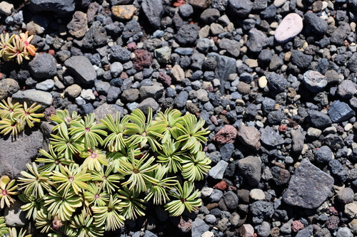 Oxalis adenophylla, photograph 6