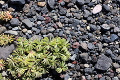 Oxalis adenophylla, photograph (c) Grzegorz Grzejszczak, some rights reserved (CC BY-SA)