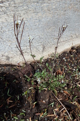 Cardamine umbellata