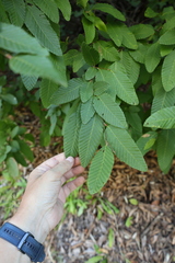 Nothofagus alpina