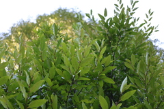 Nothofagus alpina, photograph (c) Grzegorz Grzejszczak, some rights reserved (CC BY-SA)